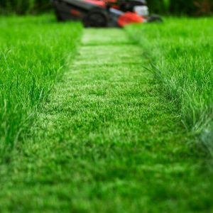 Affordable Landscaping Services