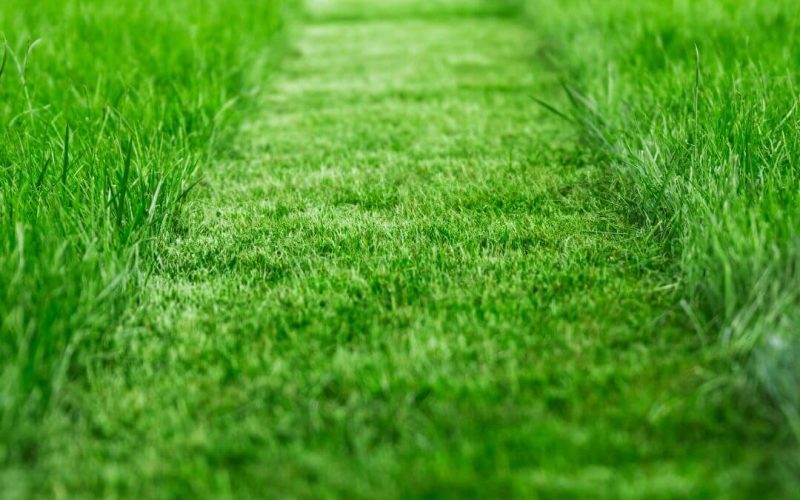 Affordable Landscaping Services