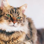 Maine Coon Kittens for Sale Bay Area – Family Raised Purebreds