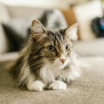 Discover Maine Coon Kittens for Sale in California | Amore Cattery