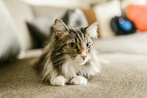 pexels-rdne-7516115